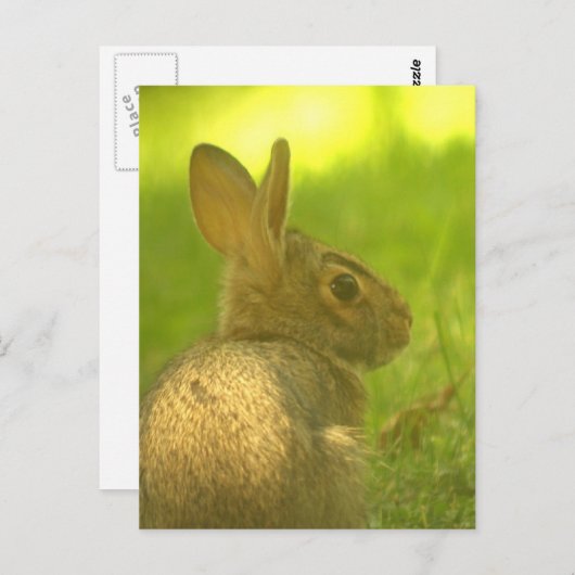 Bunny Rabbit Briefkaart (Voorkant / Achterkant)