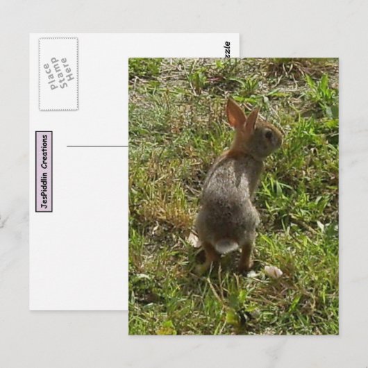 Bunny Rabbit Hare Stuff Briefkaart (Voorkant / Achterkant)