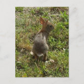 Bunny Rabbit Hare Stuff Briefkaart (Voorkant)