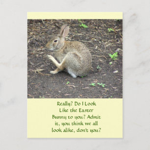 BUNNY RABBIT/HUMOROUS BRIEFKAART