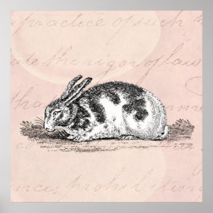  Bunny Rabbit Illustration - 1800 konijnen Poster