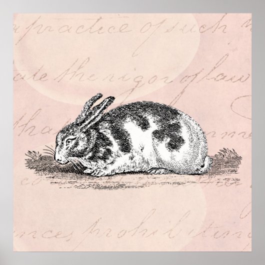  Bunny Rabbit Illustration - 1800 konijnen Poster (Voorkant)