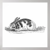  Bunny Rabbit Illustration - 1800 konijnen Poster (Voorkant)