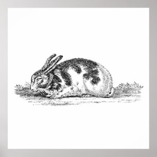  Bunny Rabbit Illustration - 1800 konijnen Poster