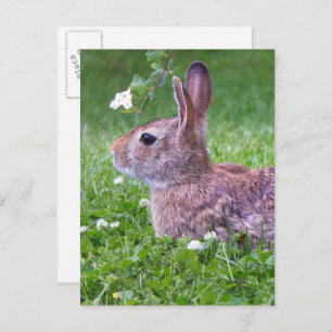 Bunny Rabbit in Grass Animal Photography Briefkaart