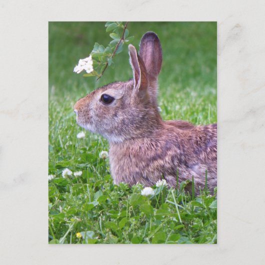 Bunny Rabbit in Grass Animal Photography Briefkaart (Voorkant)