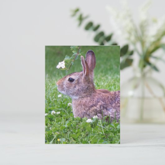 Bunny Rabbit in Grass Animal Photography Briefkaart (Staand voorkant)