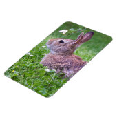 Bunny Rabbit in Grass Animal Photography Magneet (Linkerzijde)