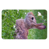 Bunny Rabbit in Grass Animal Photography Magneet (Horizontaal)