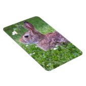 Bunny Rabbit in Grass Animal Photography Magneet (Rechterzijde)