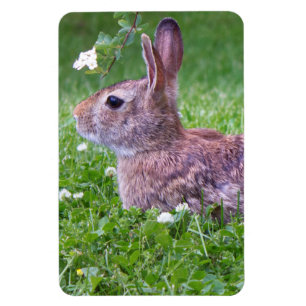 Bunny Rabbit in Grass Animal Photography Magneet