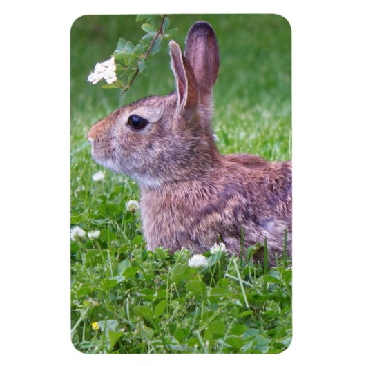 Bunny Rabbit in Grass Animal Photography Magneet (Verticaal)