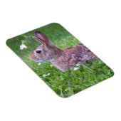 Bunny Rabbit in Grass Animal Photography Magneet (Rechterzijde)