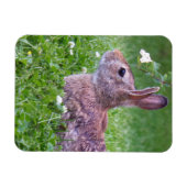 Bunny Rabbit in Grass Animal Photography Magneet (Horizontaal)