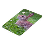 Bunny Rabbit in Grass Animal Photography Magneet (Linkerzijde)