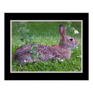 Bunny Rabbit in Grass Animal Photography Perfect Poster