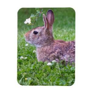 Bunny Rabbit in Grass Closeup Photo Magneet