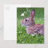 Bunny Rabbit in Grass Spring Animal Photography Briefkaart (Voorkant / Achterkant)