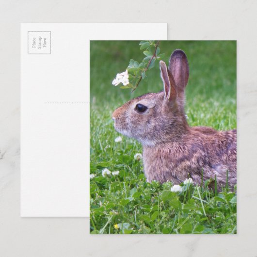 Bunny Rabbit in Grass Spring Animal Photography Briefkaart (Voorkant / Achterkant)
