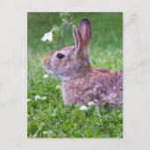 Bunny Rabbit in Grass Spring Animal Photography Briefkaart (Voorkant)