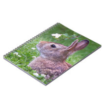 Bunny Rabbit in Grass Spring Animal Photography