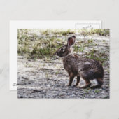 Bunny Rabbit in the Wild Briefkaart (Voorkant / Achterkant)