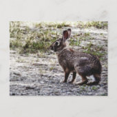 Bunny Rabbit in the Wild Briefkaart (Voorkant)
