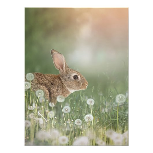 Bunny Rabbit in Zitting in Dandelion Field Girls R Foto Afdruk (Voorkant)