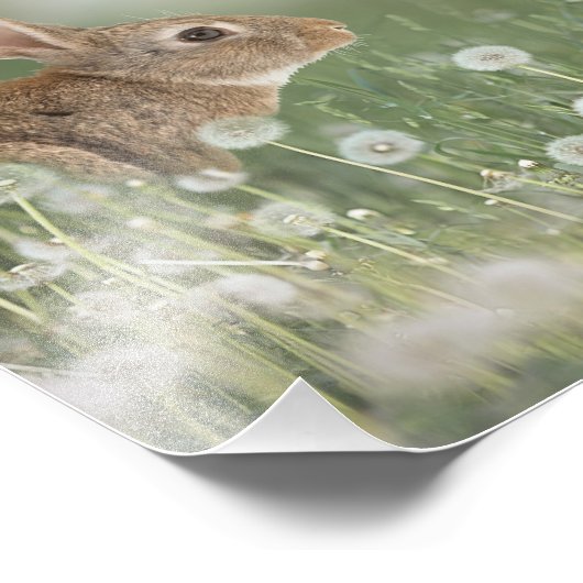 Bunny Rabbit in Zitting in Dandelion Field Girls R Foto Afdruk (Hoek)