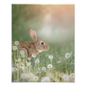 Bunny Rabbit in Zitting in Dandelion Field Girls R Foto Afdruk (Voorkant)