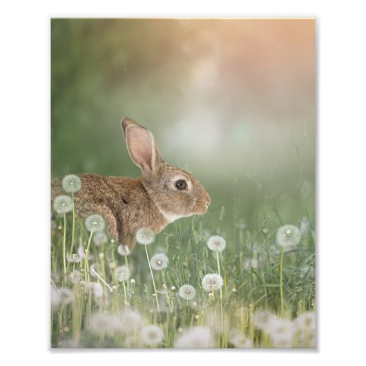 Bunny Rabbit in Zitting in Dandelion Field Girls R Foto Afdruk (Voorkant)