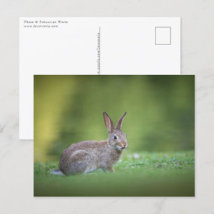 Bunny Rabbit Natuur Foto Briefkaart