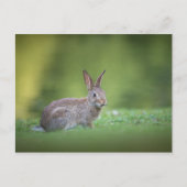 Bunny Rabbit Natuur Foto Briefkaart (Voorkant)