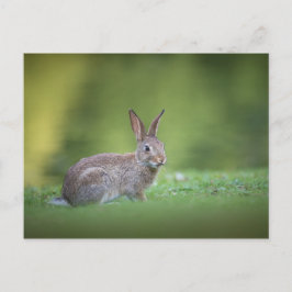 Bunny Rabbit Natuur Foto Briefkaart