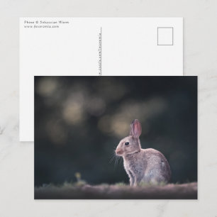Bunny Rabbit Natuur Foto Briefkaart