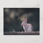 Bunny Rabbit Natuur Foto Briefkaart (Voorkant)
