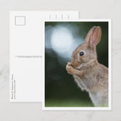 Bunny Rabbit Natuur Foto Briefkaart (Voorkant / Achterkant)