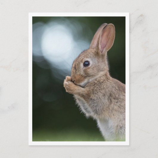 Bunny Rabbit Natuur Foto Briefkaart (Voorkant)