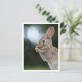 Bunny Rabbit Natuur Foto Briefkaart (Staand voorkant)