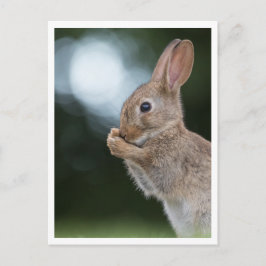 Bunny Rabbit Natuur Foto Briefkaart