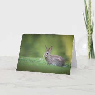 Bunny Rabbit Natuur Foto Kaart