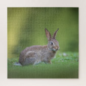 Bunny Rabbit Natuur Foto Legpuzzel (Verticaal)
