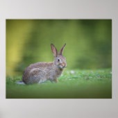 Bunny Rabbit Natuur Foto Poster (Voorkant)