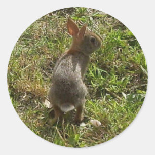Bunny Rabbit Ronde Sticker