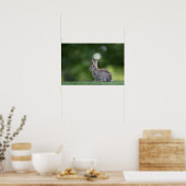 Bunny Rabbit Wildlife Foto Poster (Keuken)