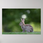 Bunny Rabbit Wildlife Foto Poster (Voorkant)