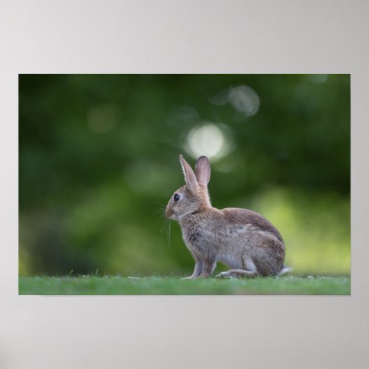 Bunny Rabbit Wildlife Foto Poster (Voorkant)