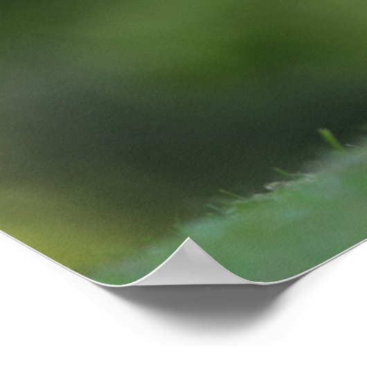 Bunny Rabbit Wildlife Foto Poster (Hoek)