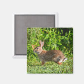 Bunny Rabbit Wildlife Green Natuur Square Magnet (Voorkant / Achterkant)