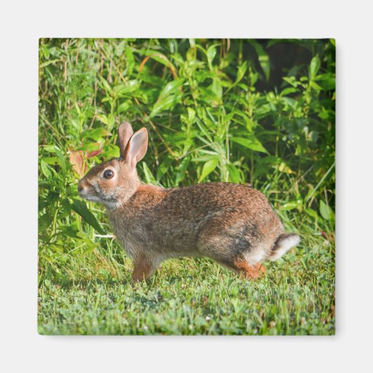 Bunny Rabbit Wildlife Green Natuur Square Magnet (Voorkant)